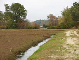 Cranberry Bog IIMG 4208